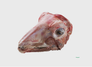 Goat/Lamb Head